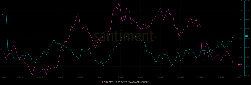 Cardano Price Prediction November 2025: Whale Accumulation Signals a Rebound to $1